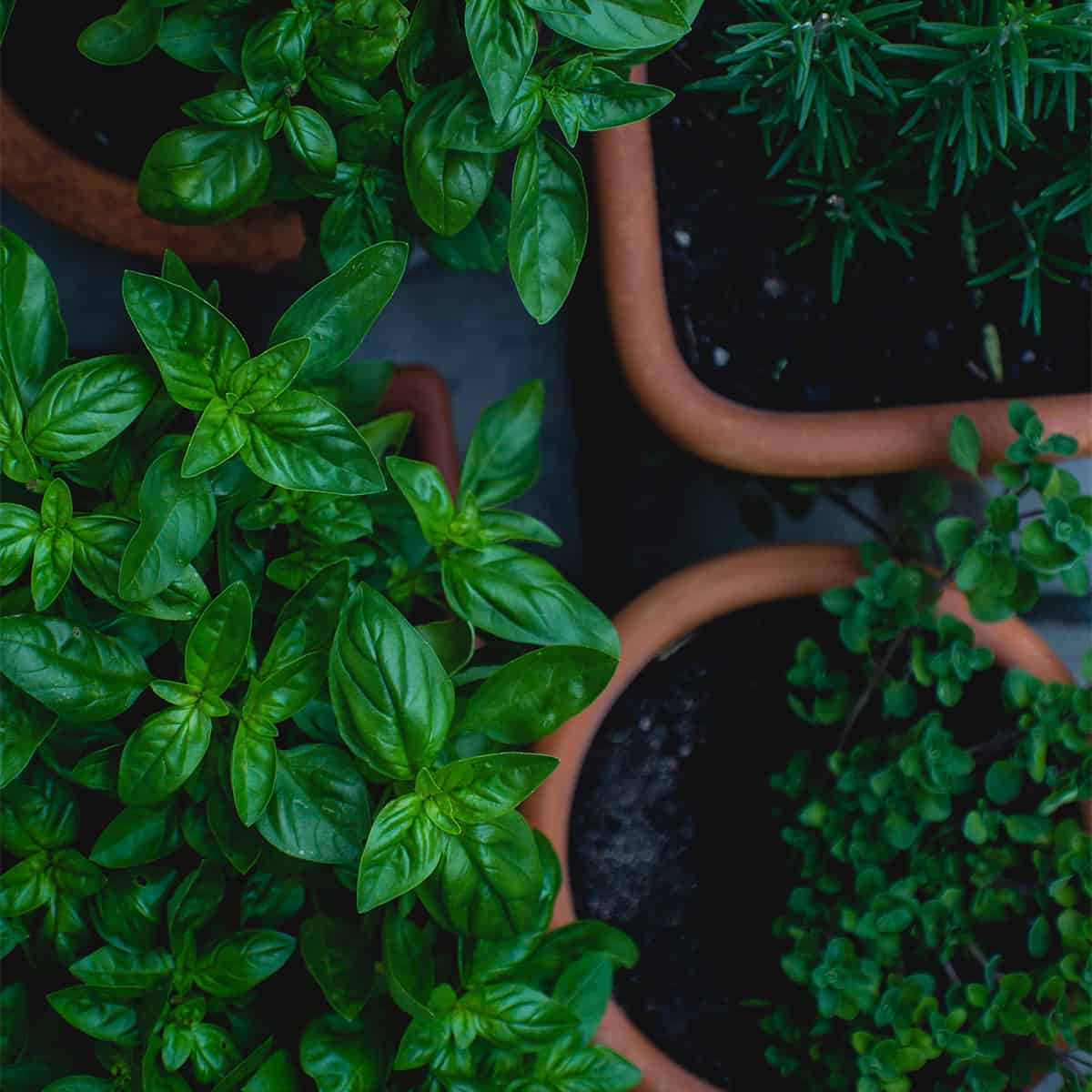 plants in pots